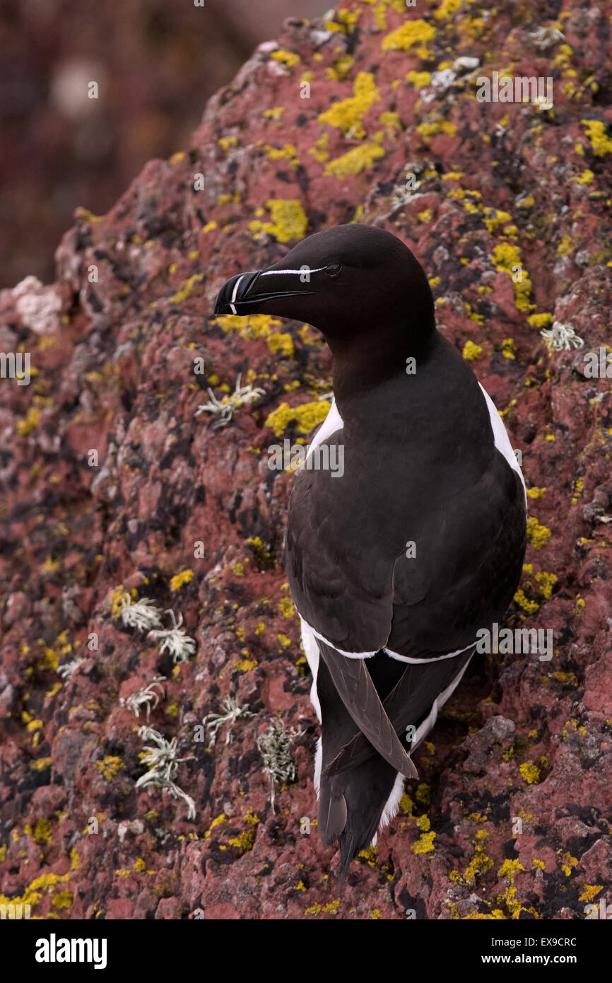 A  Razorbill sits on the edge of a cliff top breeding colony on Skokholm Island Stock Photo