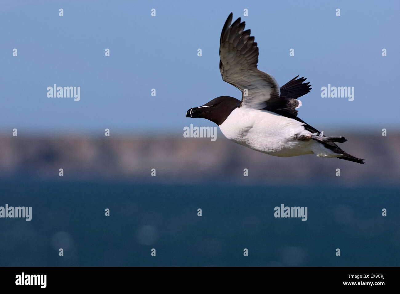 A Razorbill in flight over Skokholm Island with the coast of Skomer Island in the background Stock Photo