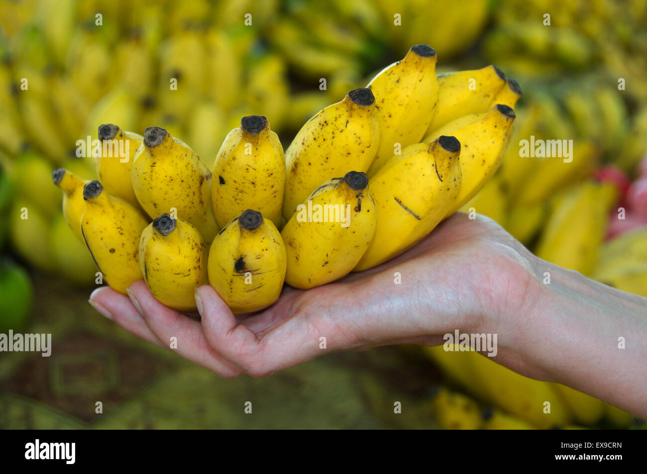 Tropical fruit seychelles hires stock photography and images Alamy