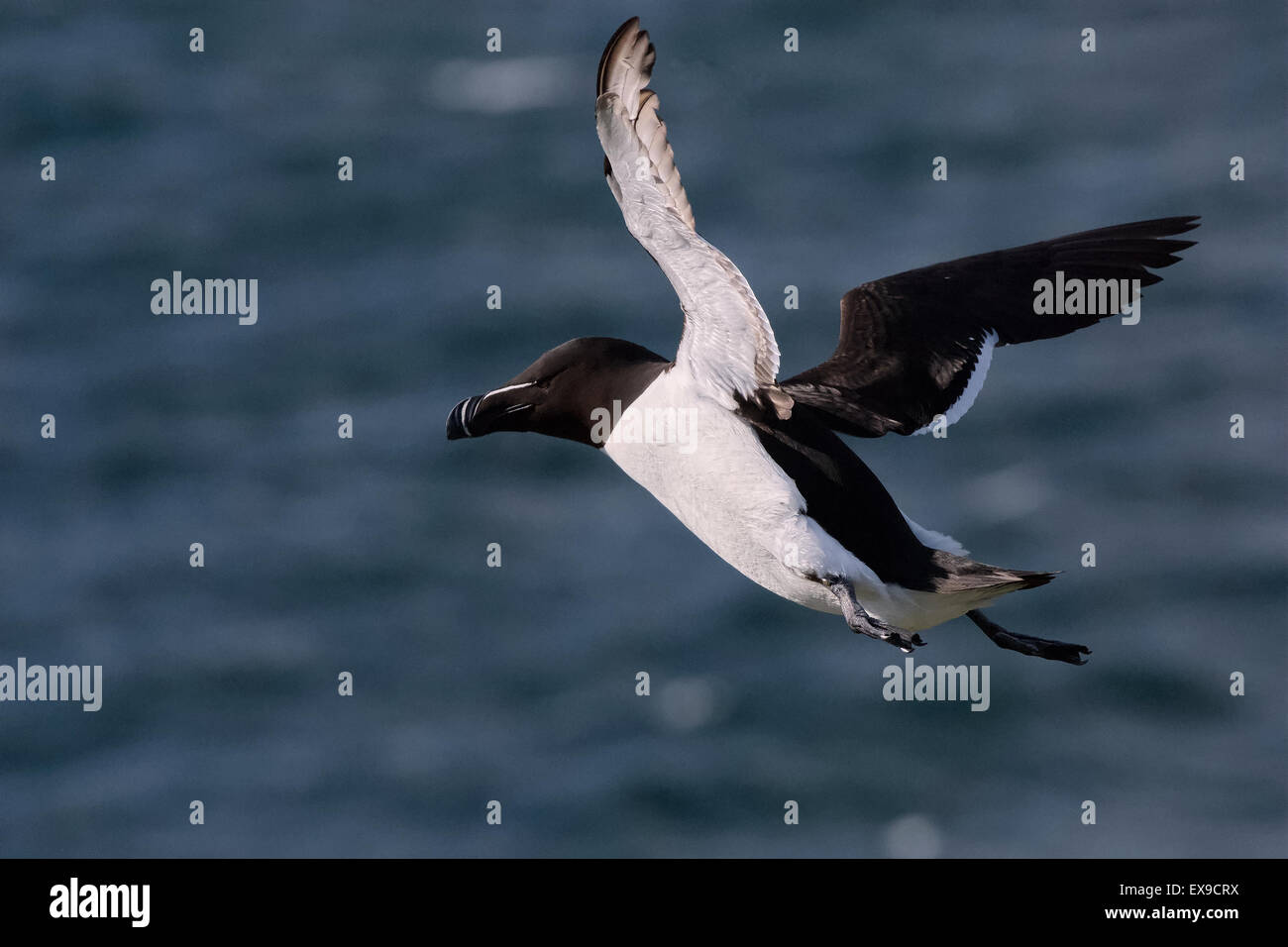 Razorbill in flight over skokholm hi-res stock photography and images ...