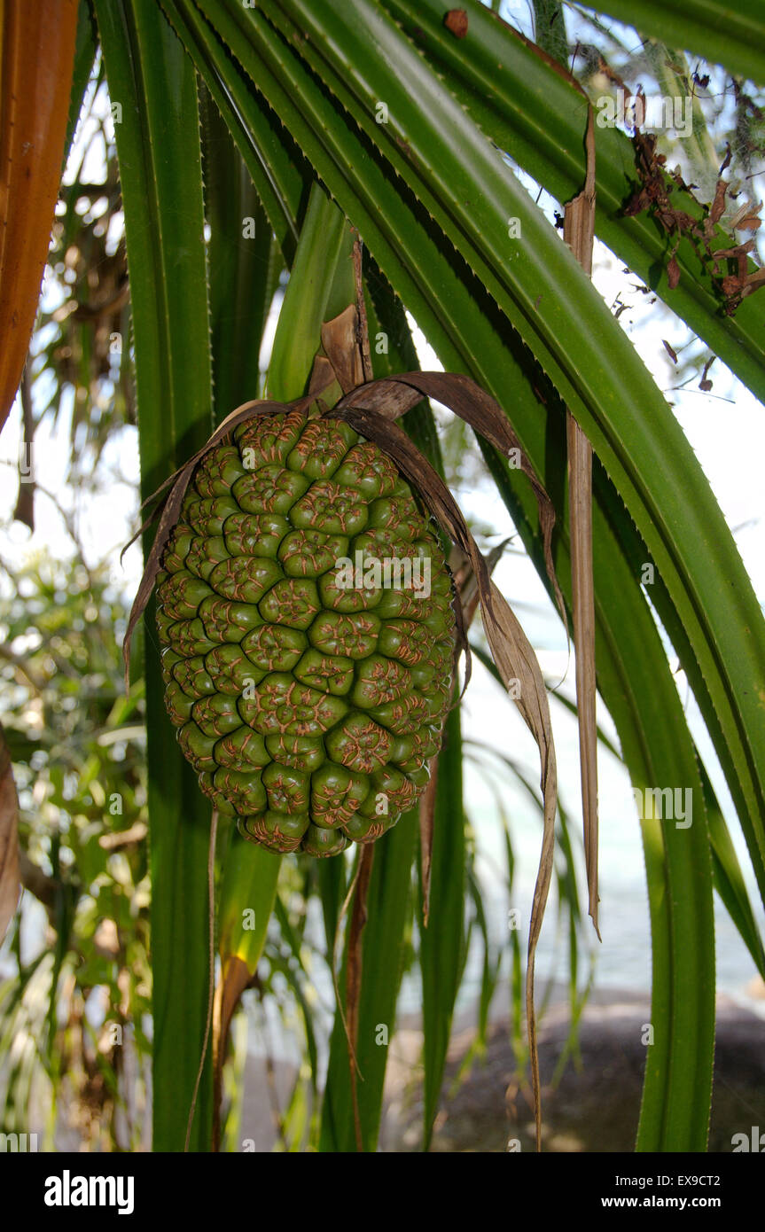 tropical fruit on the tree,  Mahe island,  Seychelles Stock Photo