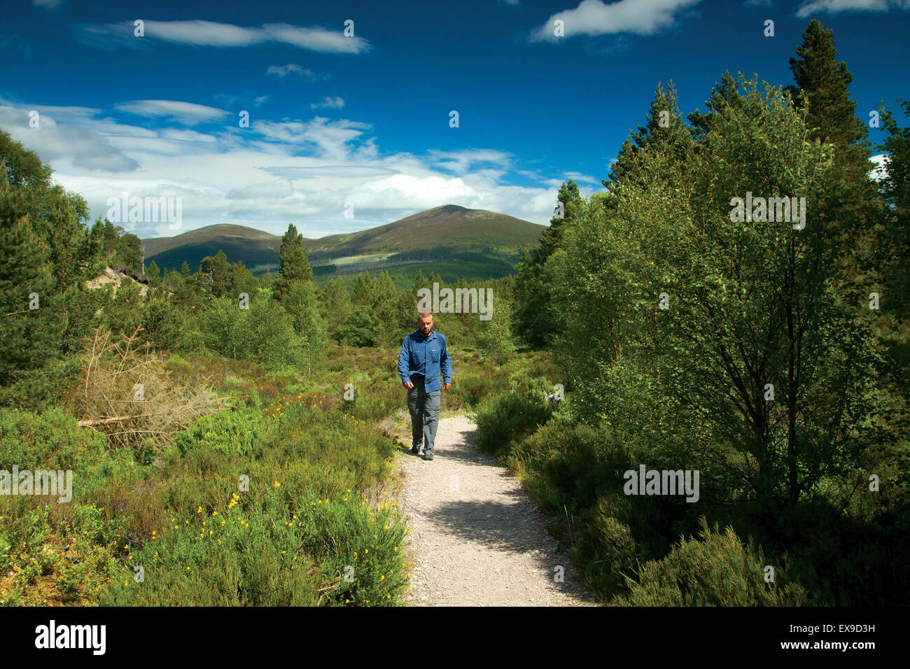 A walker on the Allt Mor path, Glenmore National Nature Reserve, Cairngorm National Park, Badenoch & Speyside Stock Photo