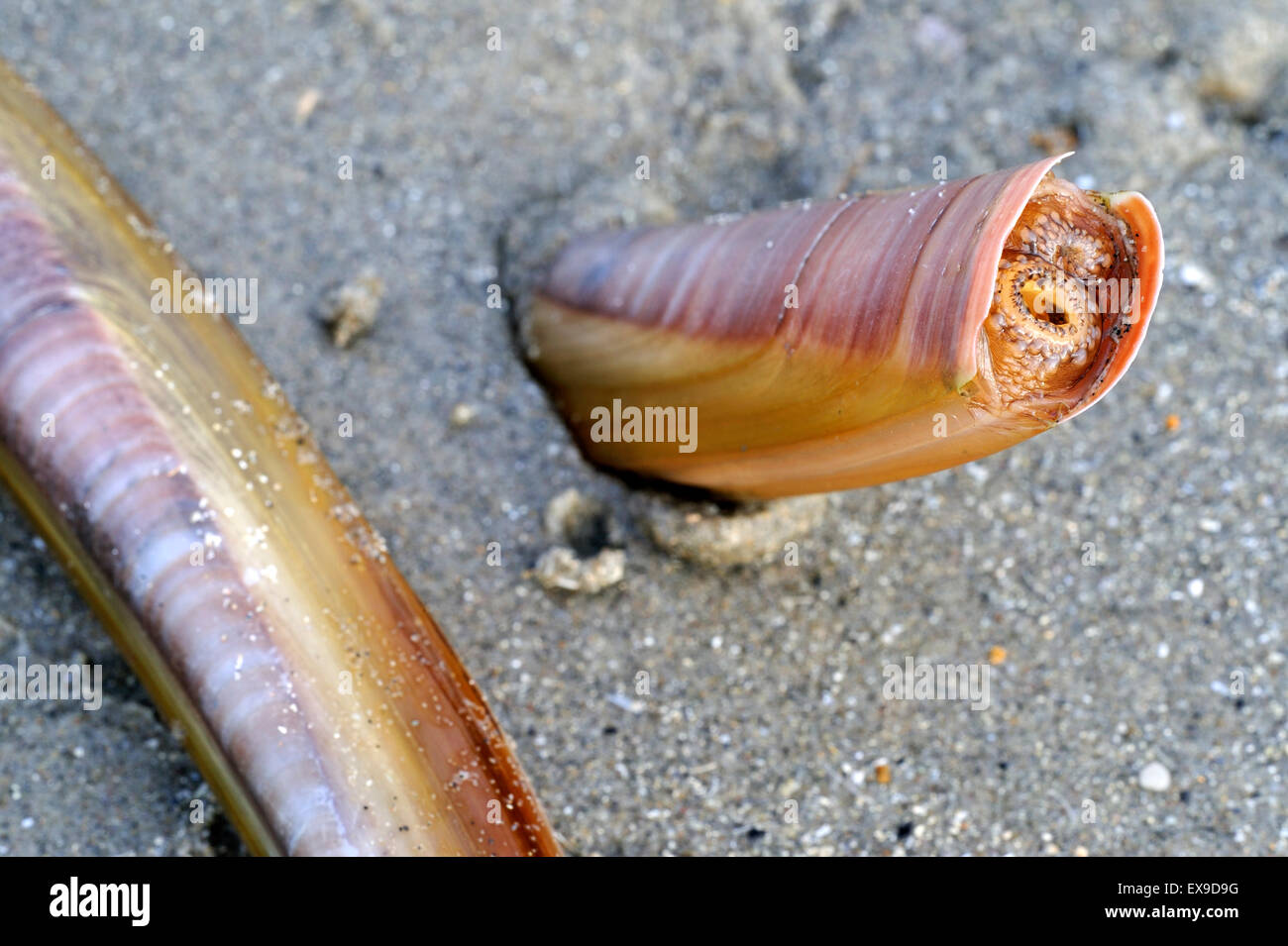 Alive Atlantic jackknives / American jackknife clam / razor clams