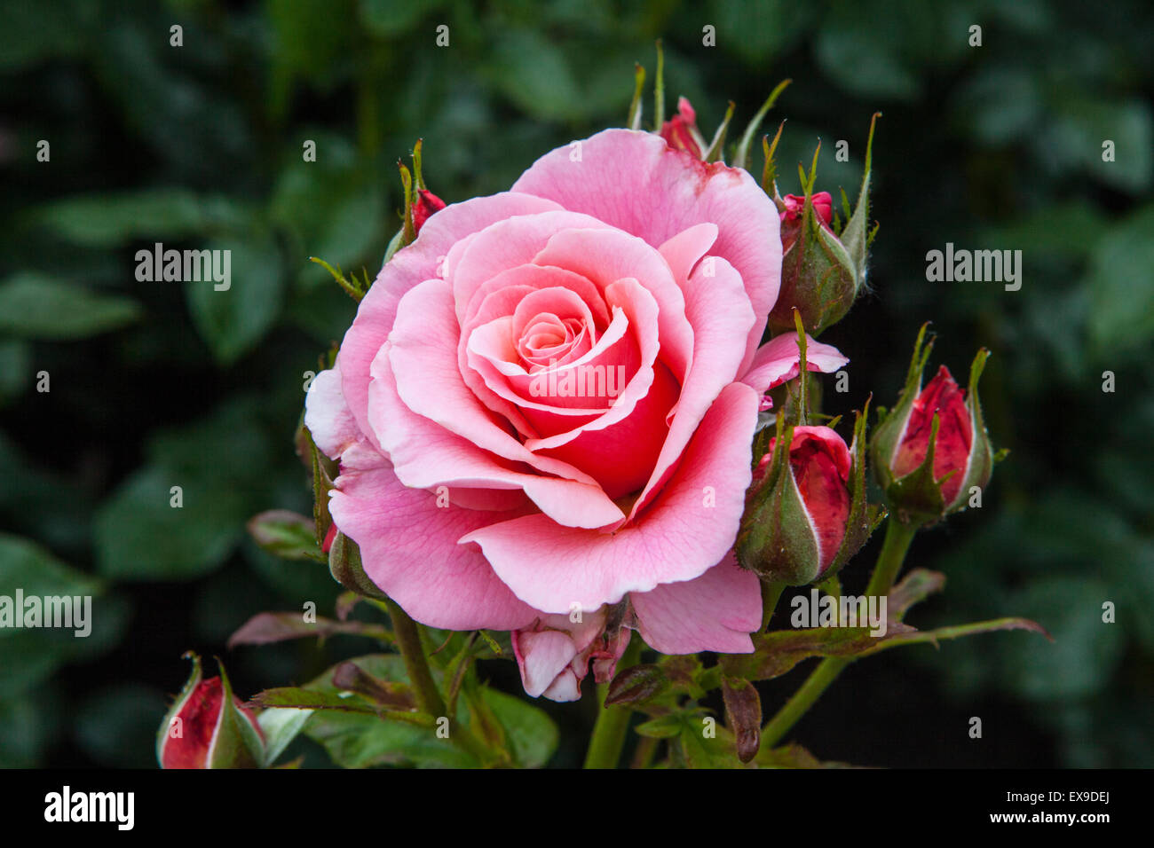 A beautiful pink Rose in the Gardens at Hever Castle in the UK Stock ...