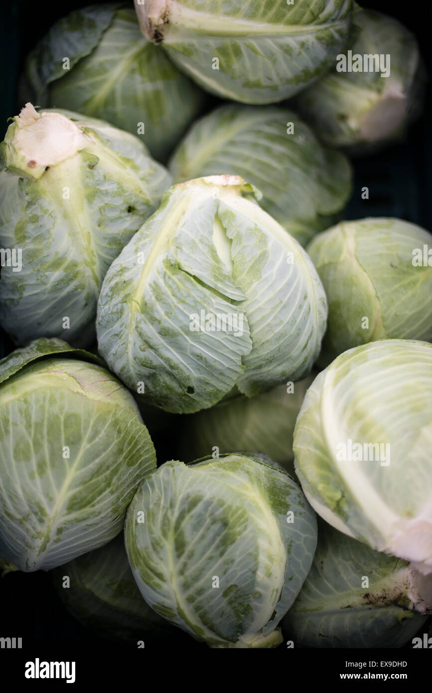 A pile of freshlypicked green cabbages Stock Photo Alamy