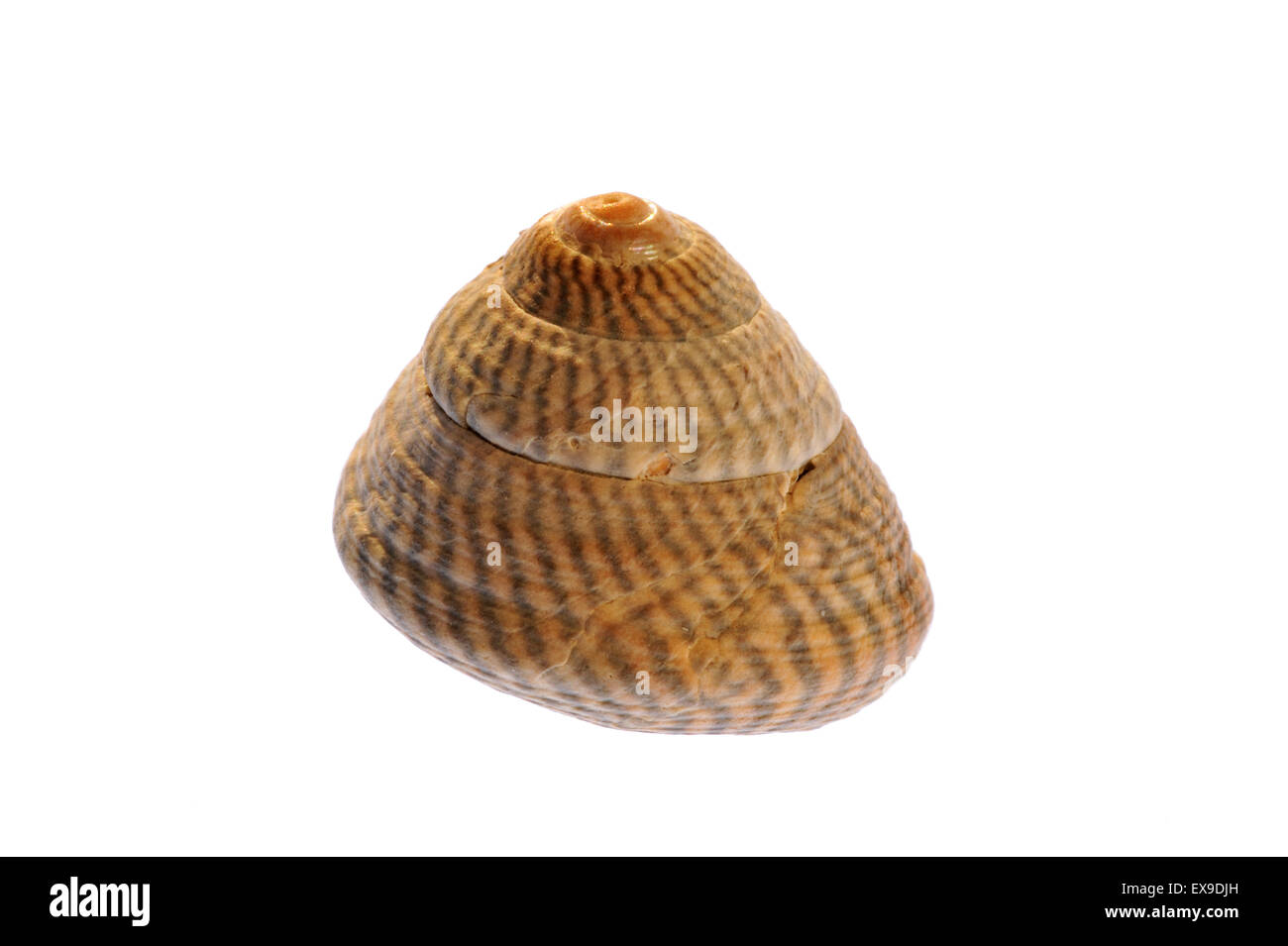 Grey top shell (Gibbula cineraria) sea snail on white background Stock Photo