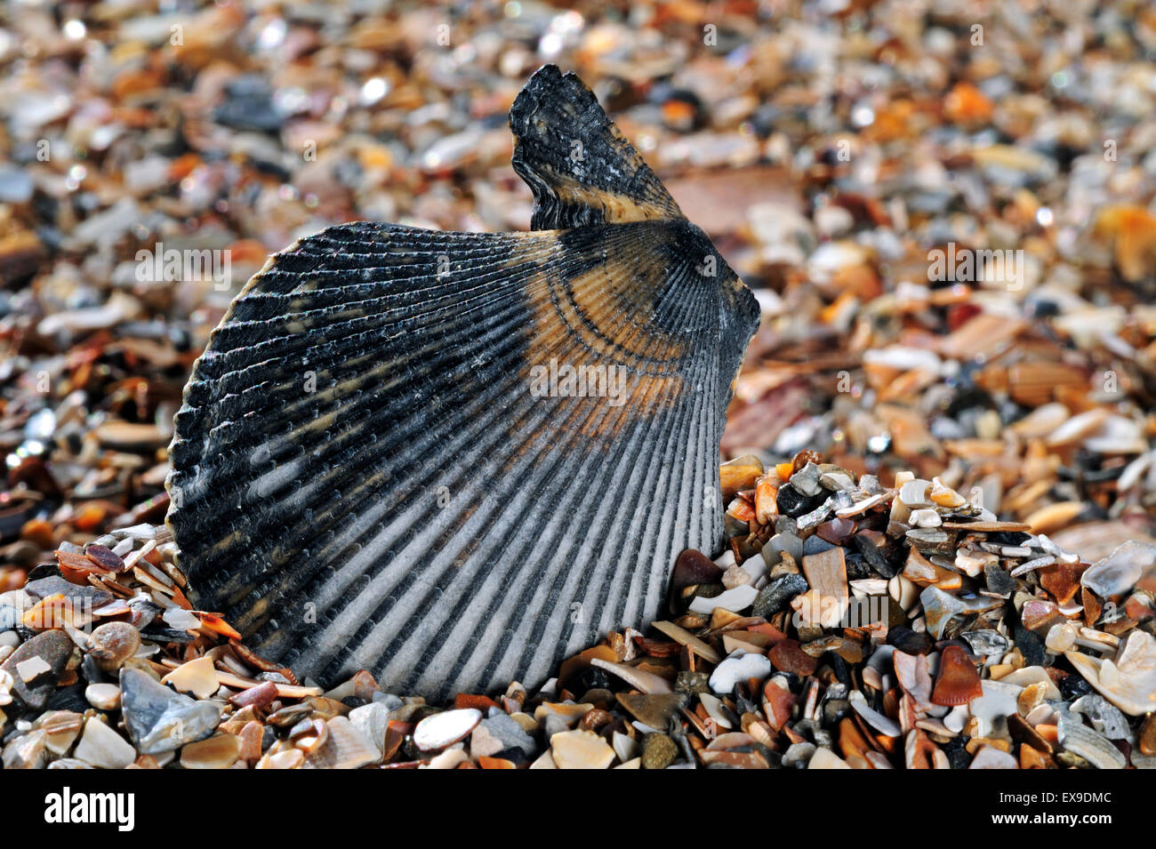 Variegated scallop (Chlamys varia / Mimachlamys varia) shell washed on beach Stock Photo