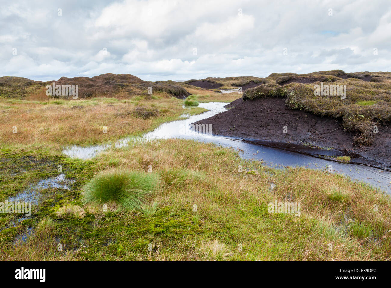 Wet peatland. Moorland grasses growing on a blanket peat bog moor on