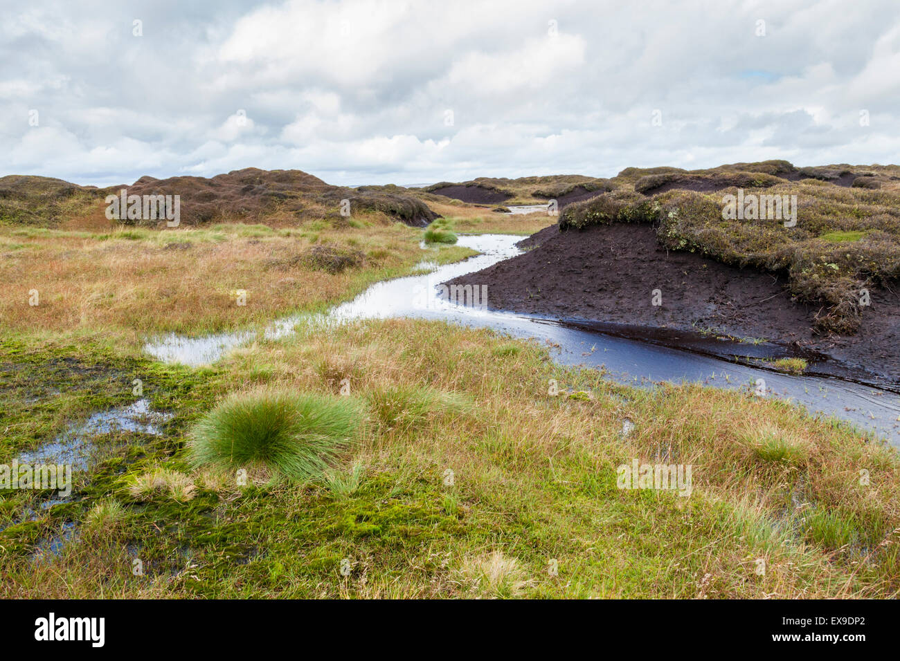 Wet peatland. Moorland grasses growing on a blanket peat bog moor on Kinder Scout, Derbyshire, Peak District, England, UK Stock Photo