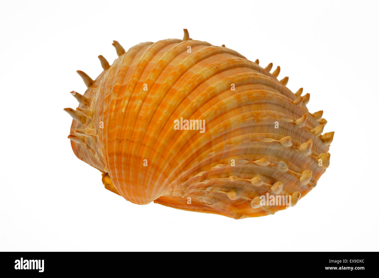 Prickly cockle (Acanthocardia echinata) shell on white background Stock Photo