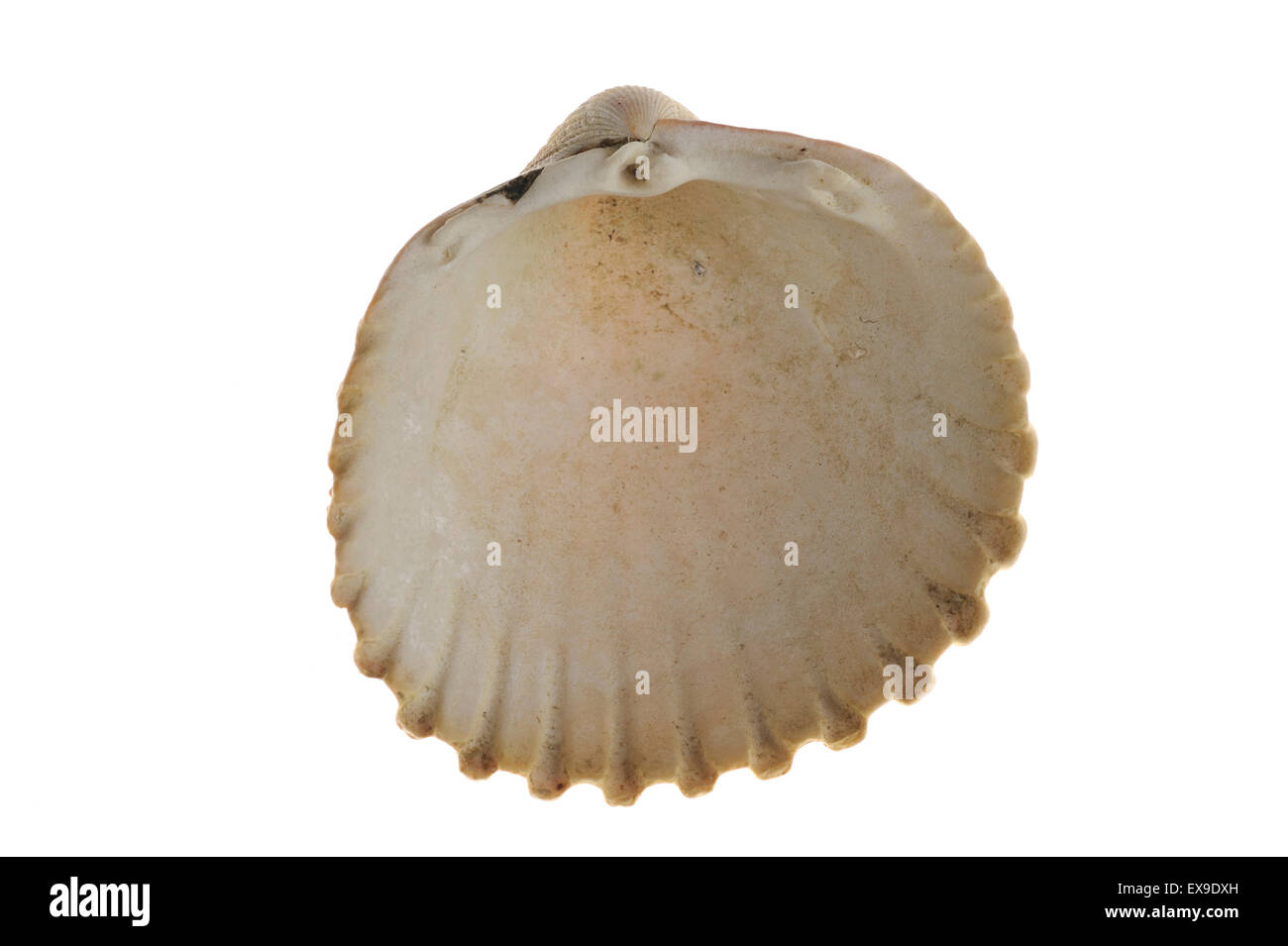 Prickly cockle (Acanthocardia echinata) shell on white background Stock Photo