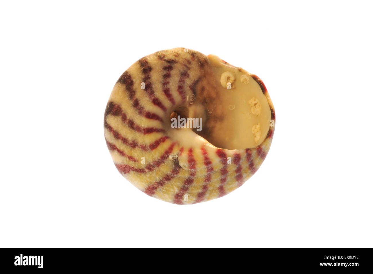 Flat top shell (Gibbula umbilicalis) sea snail on white background Stock Photo