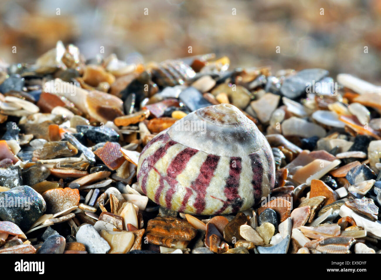 Flat top shell (Gibbula umbilicalis) sea snail on beach Stock Photo