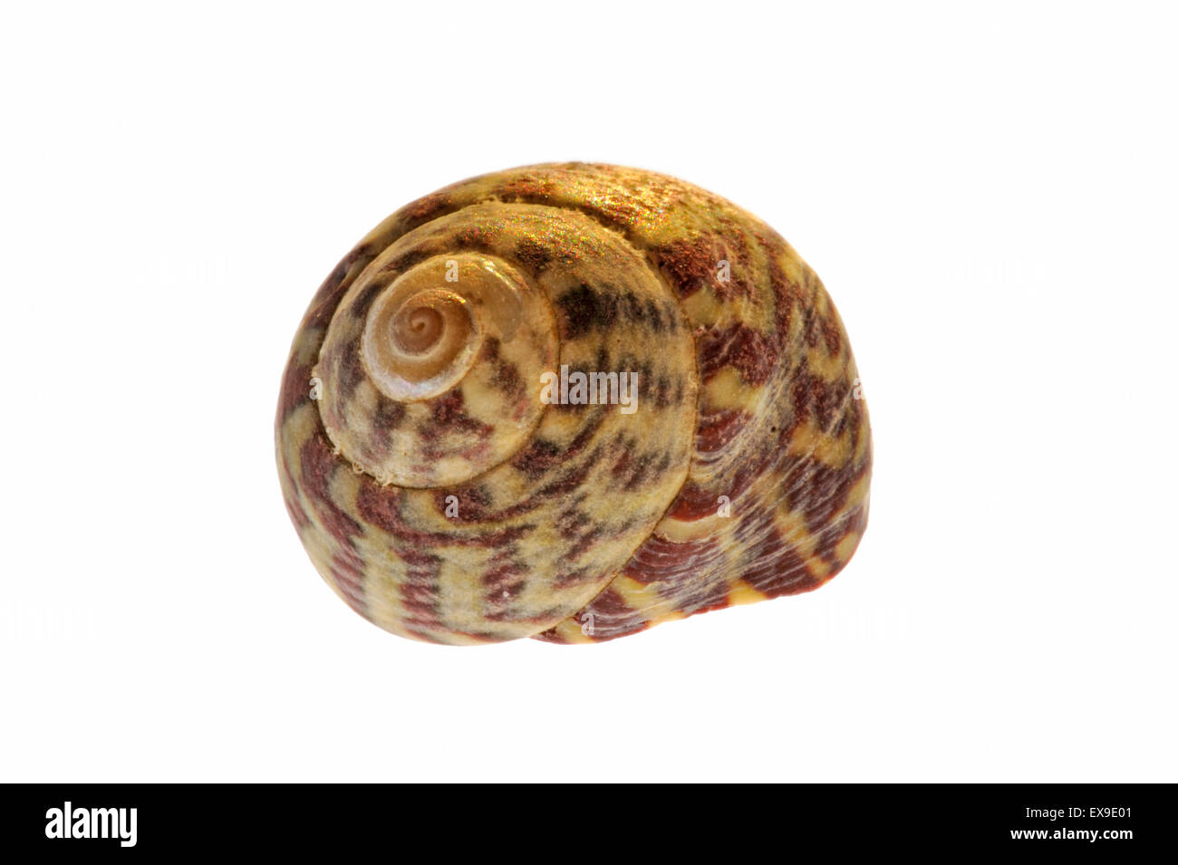 Pennant's top shell (Gibbula pennanti) sea snail on white background Stock Photo
