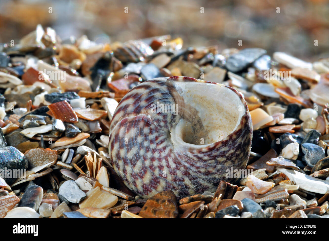 Pennant's top shell (Gibbula pennanti) sea snail on beach Stock Photo