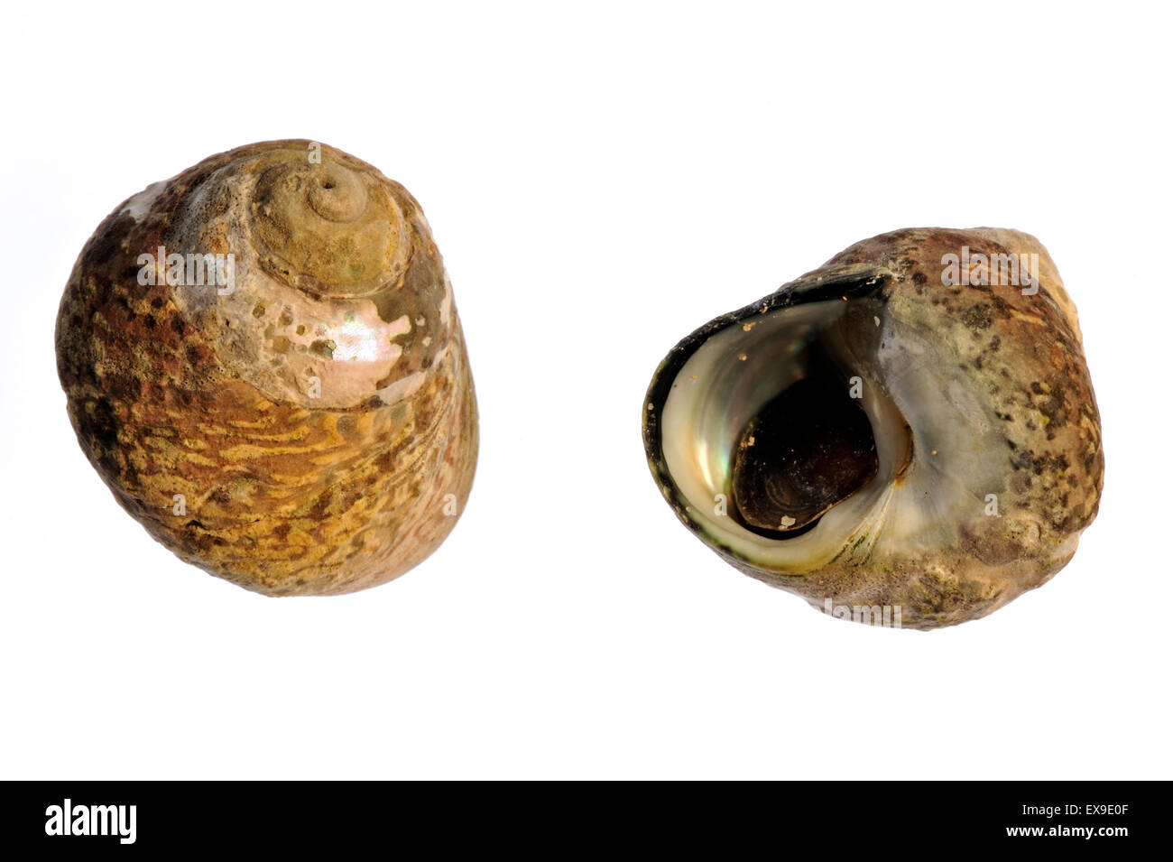 Pennant's top shells (Gibbula pennanti) sea snails on white background Stock Photo