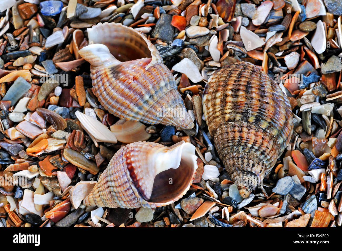 Netted dog whelk (Nassarius reticulatus / Hinia reticulata) shells on beach Stock Photo