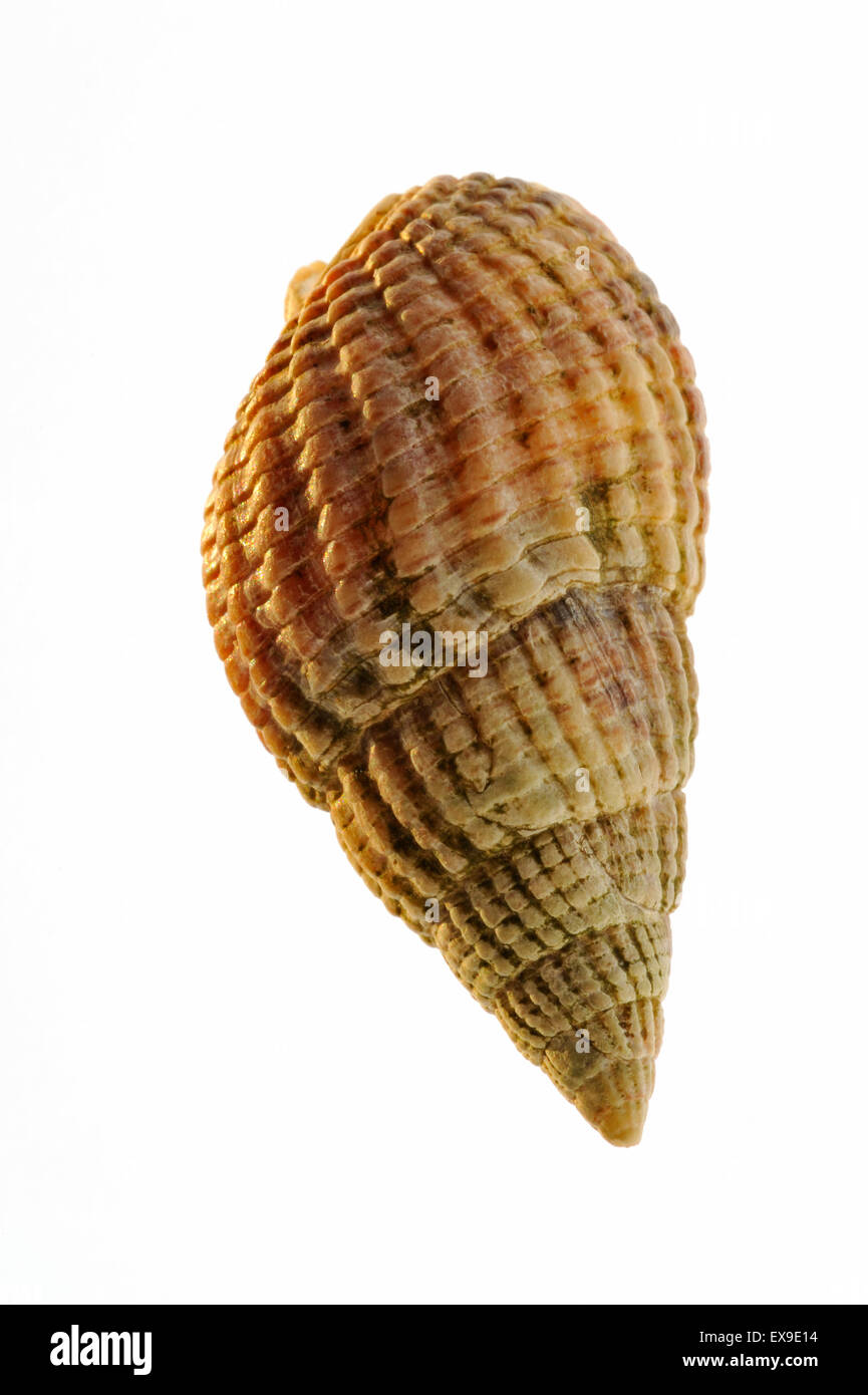 Netted dog whelk (Nassarius reticulatus / Hinia reticulata) shell on white background Stock Photo