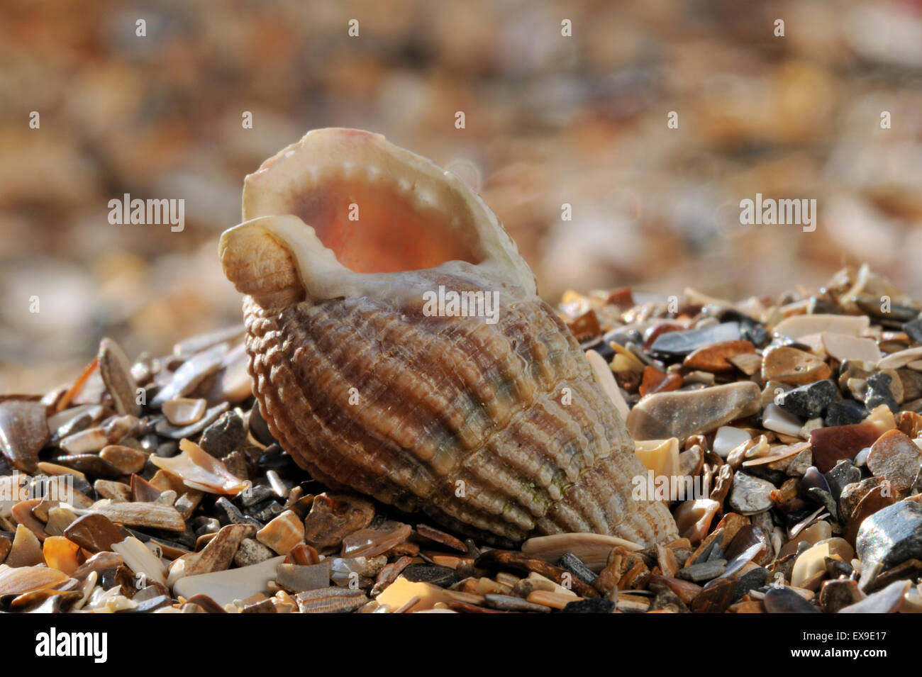 Netted dog whelk (Nassarius reticulatus / Hinia reticulata) shell on beach Stock Photo
