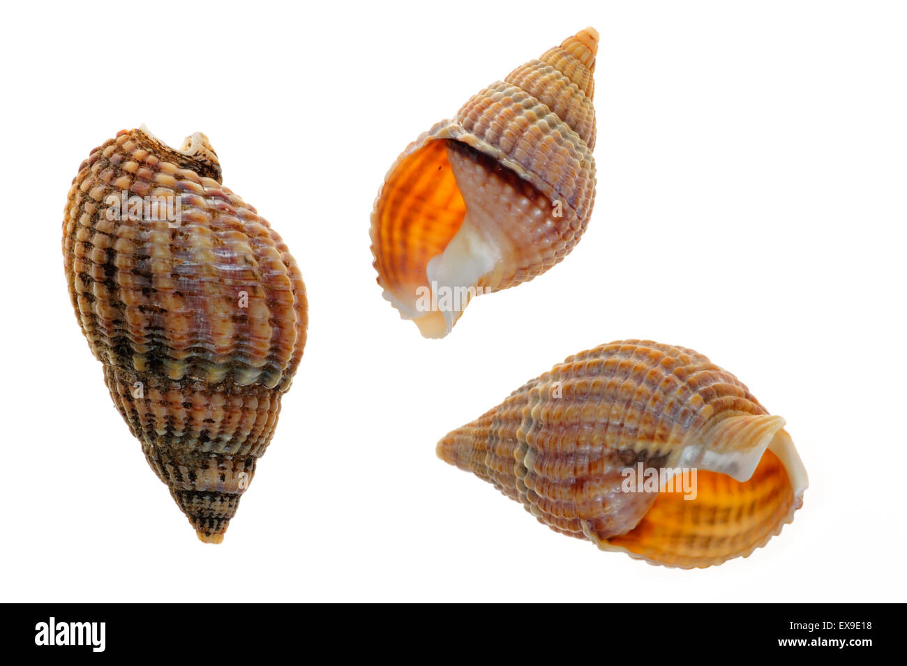 Netted dog whelk (Nassarius reticulatus / Hinia reticulata) shells on white background Stock Photo
