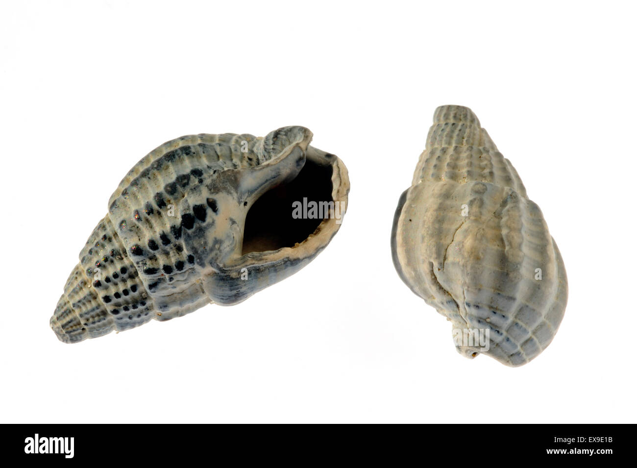 Netted dog whelk (Nassarius reticulatus / Hinia reticulata) fossils on white background Stock Photo