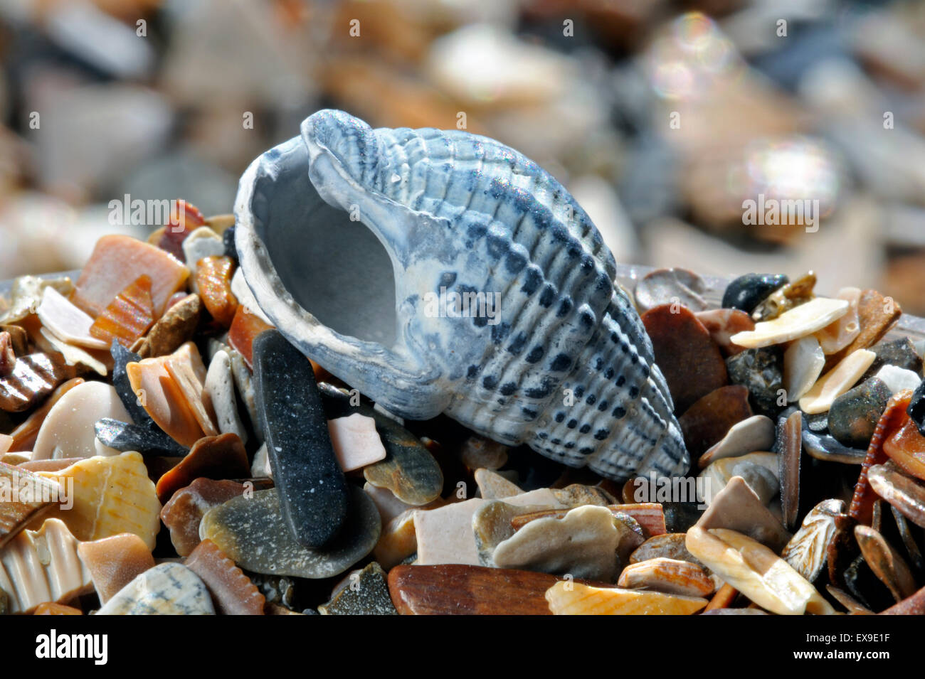 Netted dog whelk (Nassarius reticulatus / Hinia reticulata) fossil on beach Stock Photo