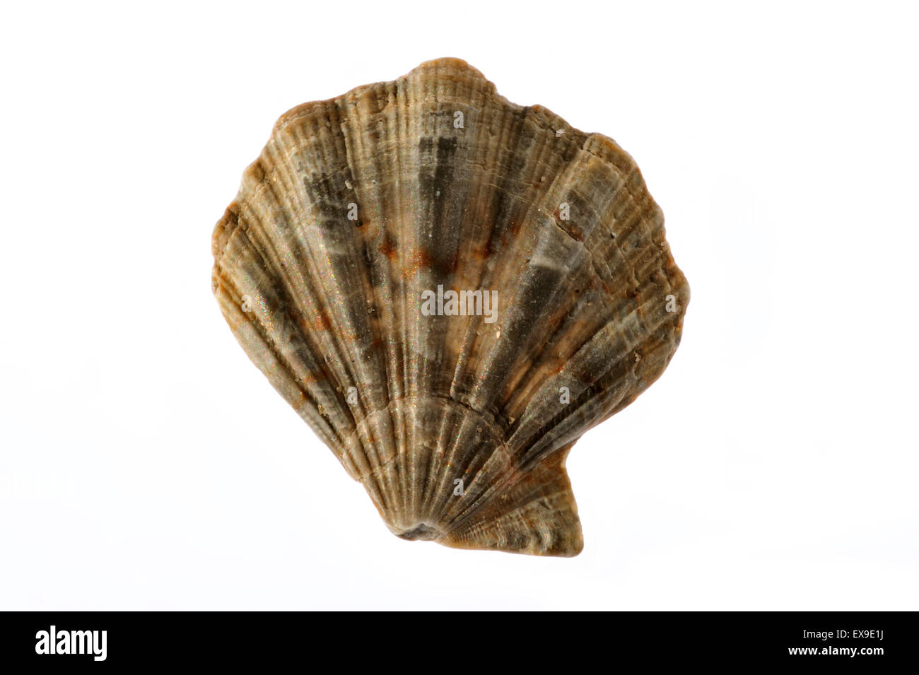 Flexopecten flexuosus scallop shell on white background Stock Photo