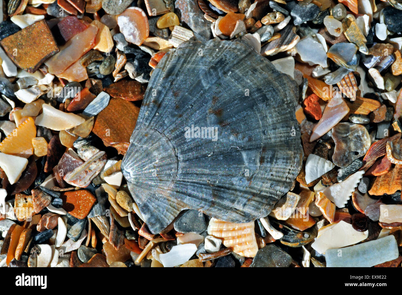 Flexopecten flexuosus scallop shell washed on beach Stock Photo