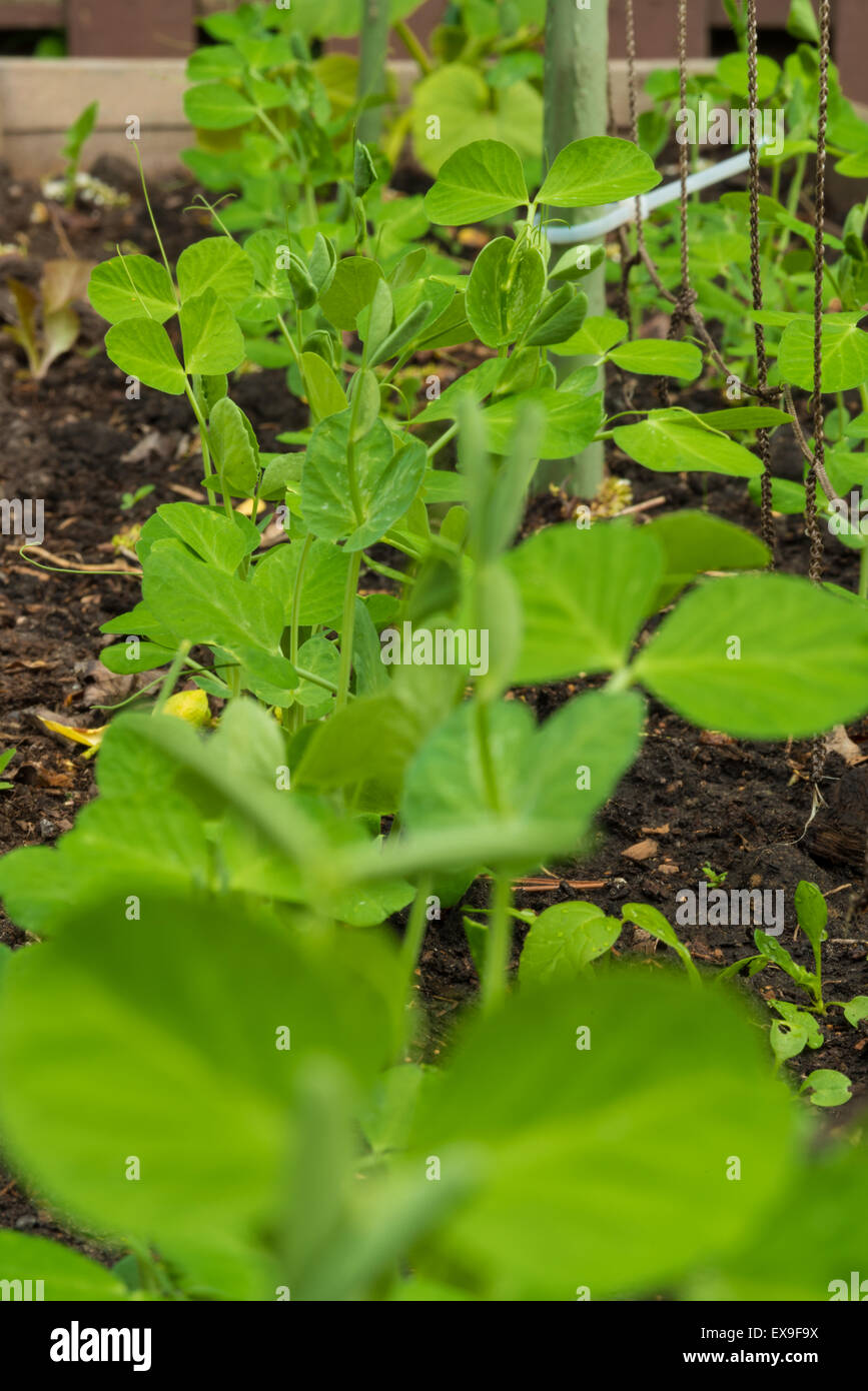 A row of new snap pea plants, Pisum sativum, growing in a backyard garden in St Albert, Alberta Stock Photo