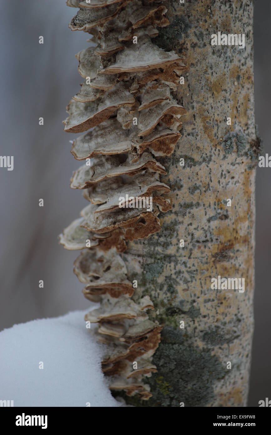 Fungi on a tree trunk. Stock Photo
