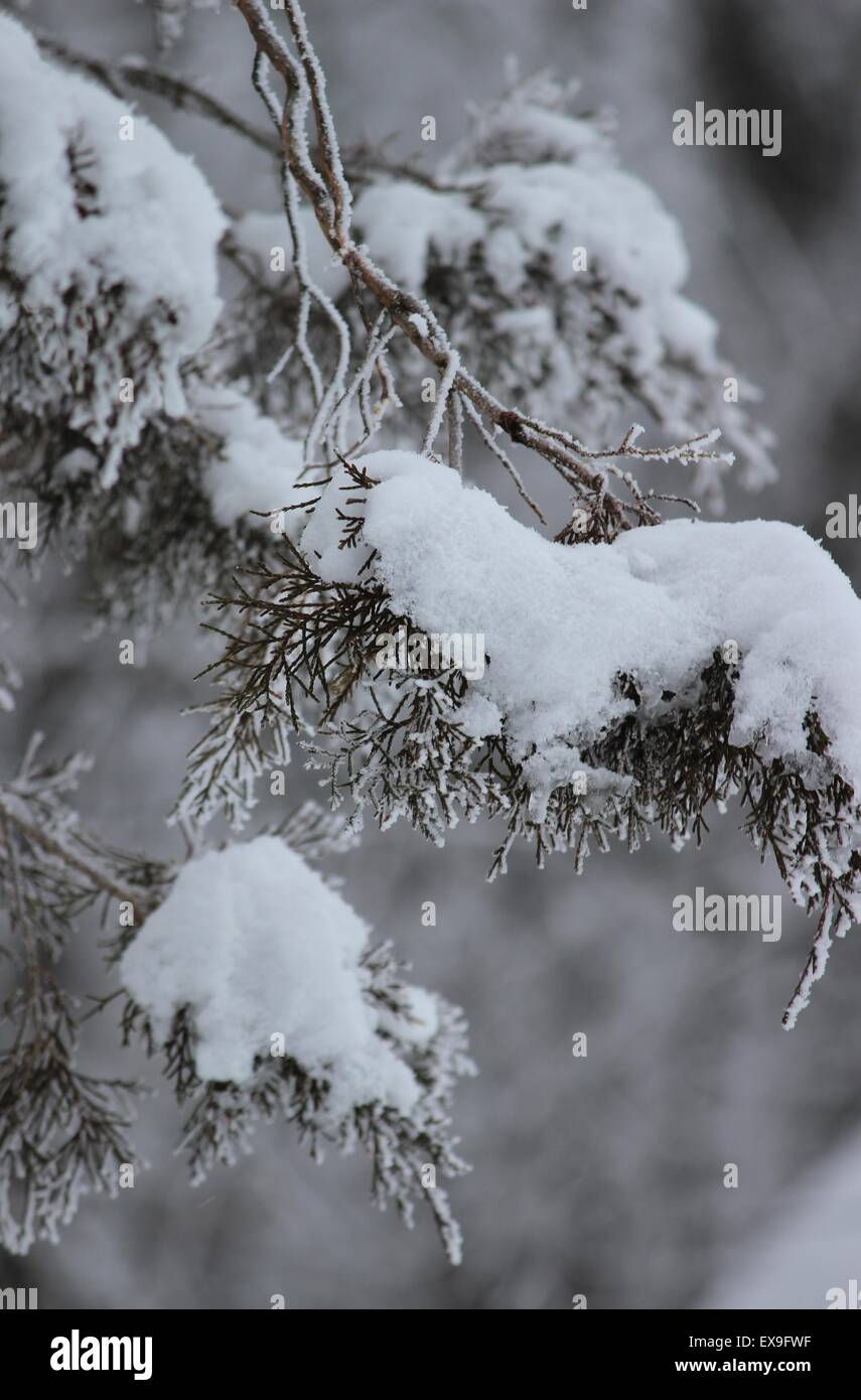 Evergreen tree ice hi-res stock photography and images - Alamy