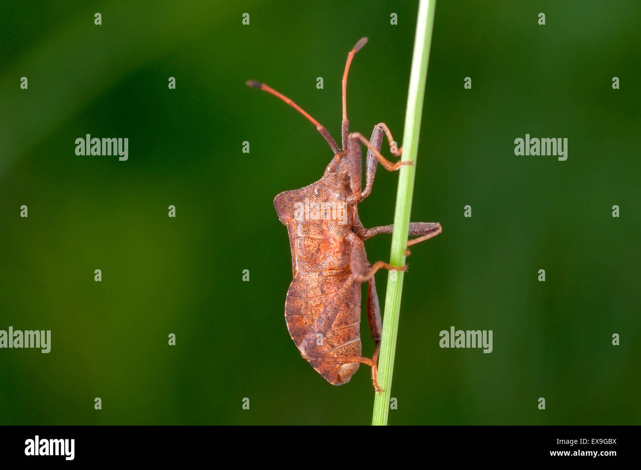 Brown beetle on a green stem. Blurred natural background, close-up Stock Photo