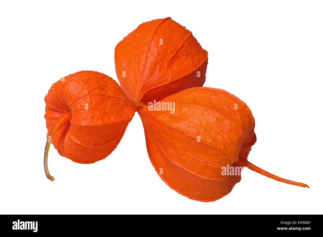 Physalis fruit isolated on a white background. Close up. Stock Photo