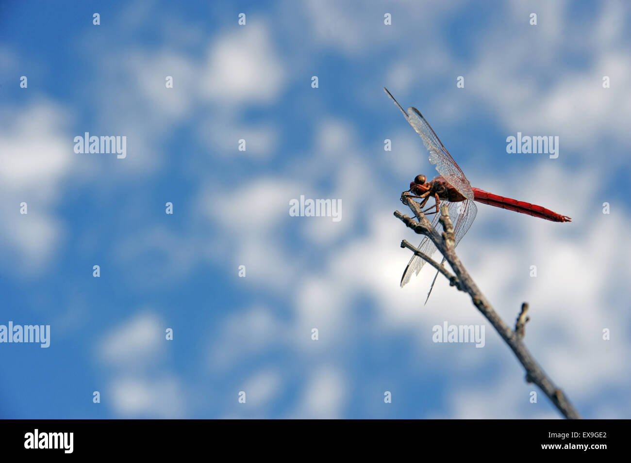 Dragonfly resting in a tree Stock Photo - Alamy