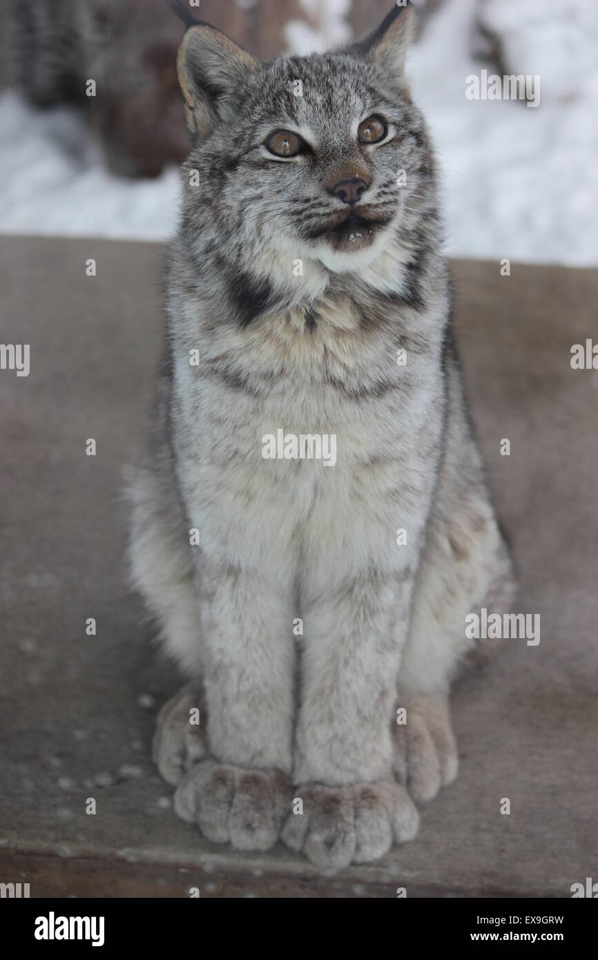 Bobcat at the zoo. Stock Photo