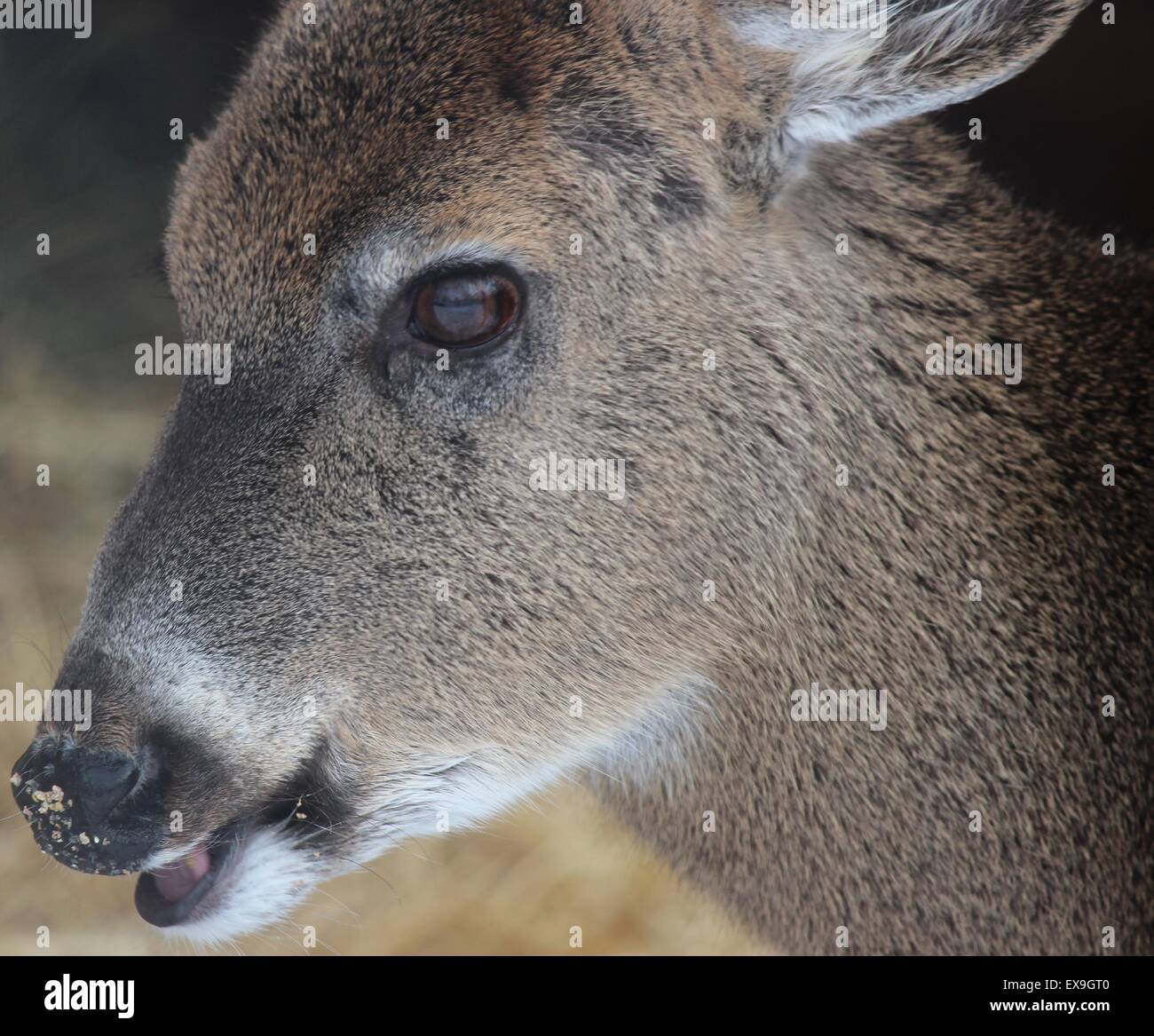 Deer eating corn at Ochsner Park & Zoo, Baraboo, Wisconsin Stock Photo