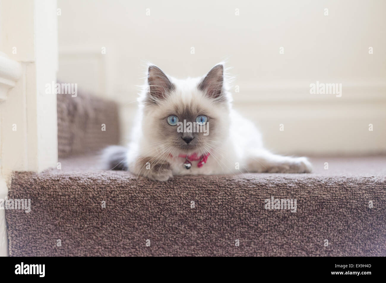 Cat Bell High Resolution Stock Photography and Images - Alamy