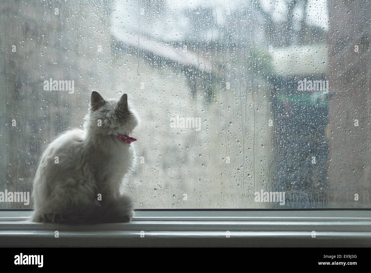 Cat sits on a window sill, looking outside through the rain covered glass, bearing connotations of loneliness, longing, sadness Stock Photo