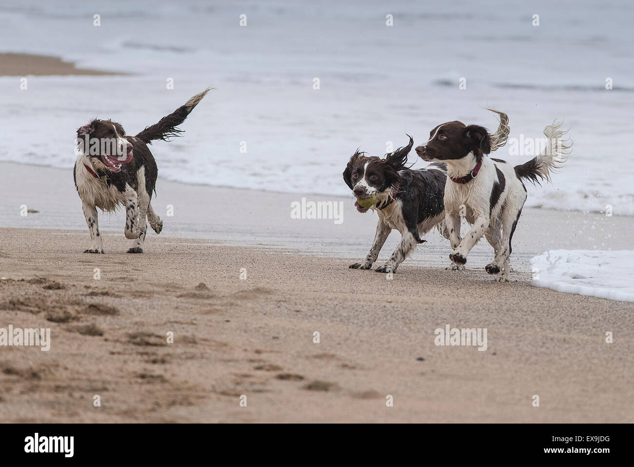 Three dogs playing on Fistral beach in Newquay, Cornwall Stock Photo ...