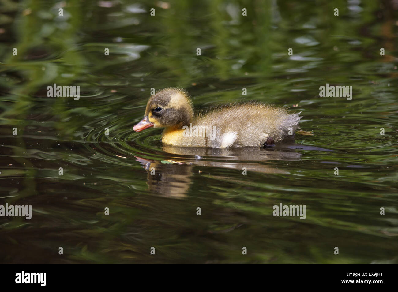 baby duckling swimming in the water with green reflections Stock Photo