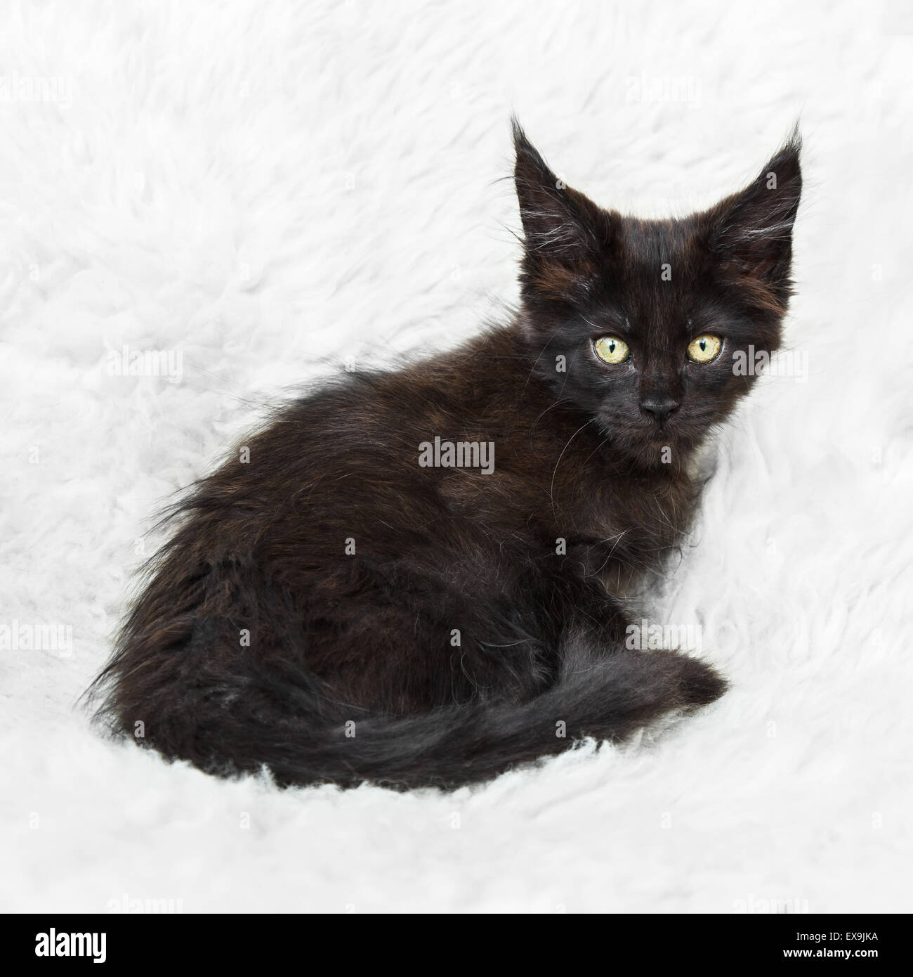 Small Black Kitten Maine Coon Posing On White Background Fur Stock Photo Alamy