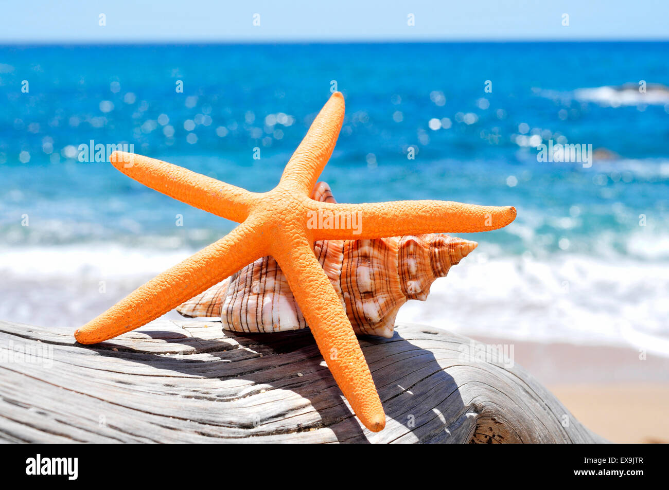 closeup of a starfish and a conch on an old washed-out tree trunk in the beach, with a bright blue sea in the background Stock Photo