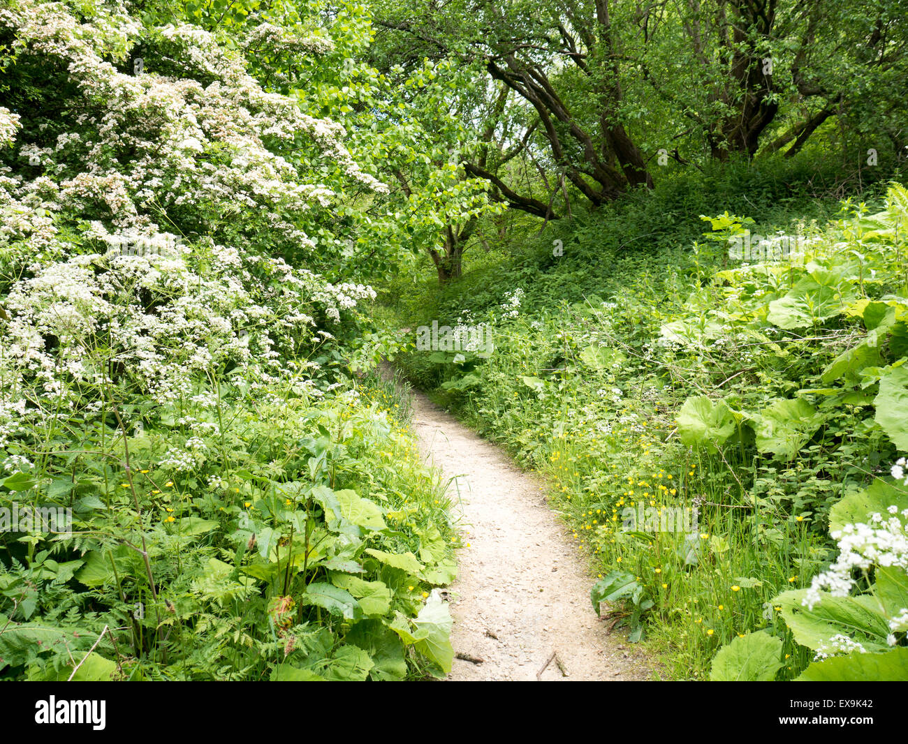 Footpath through summer foliage Stock Photo