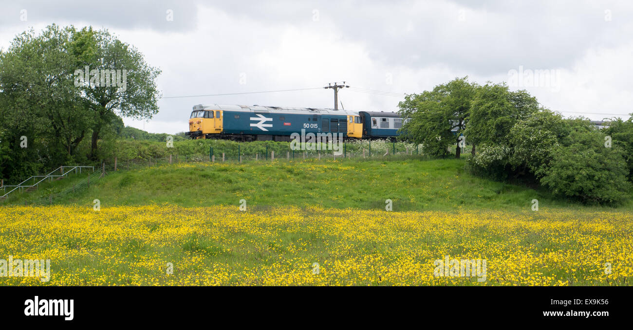 British Rail liveried diesel train passing field of buttercups Stock Photo