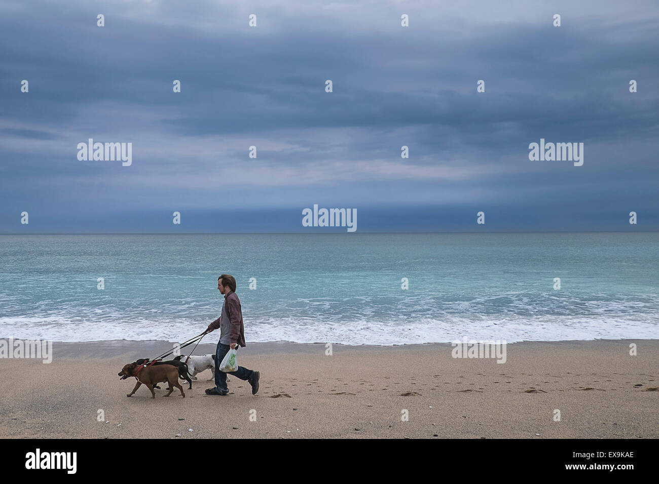 A man walking his three dogs along Fistral beach in Newquay, Cornwall. Stock Photo
