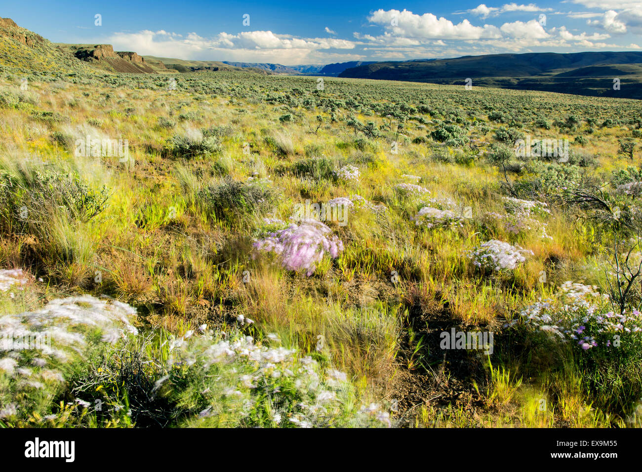 Desert Flowers Columbia River Stock Photo