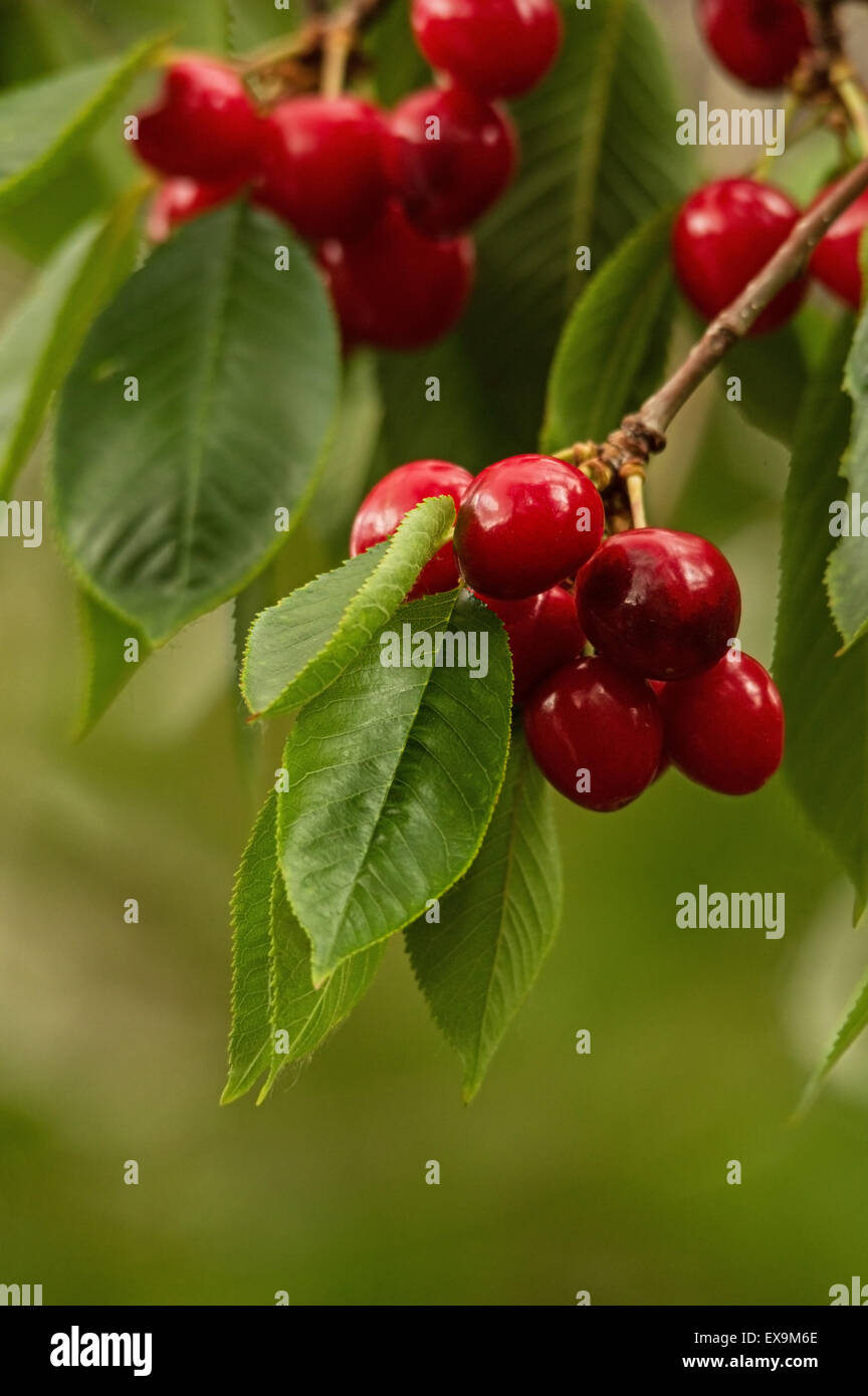 red cherries growing on a tree with shallow depth of field Stock Photo