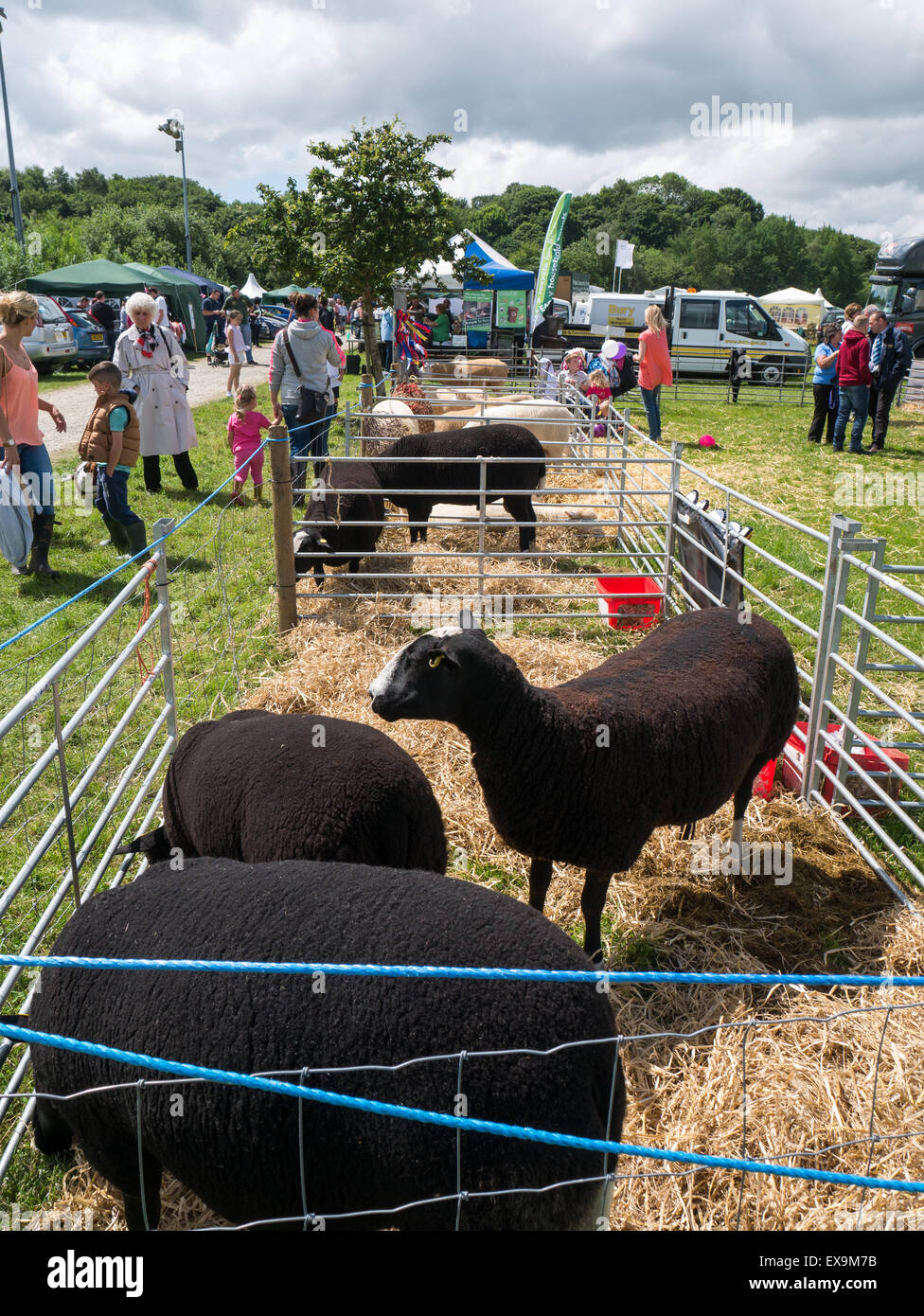Sheep Show Stack Sheep display hi-res stock photography and images - Alamy