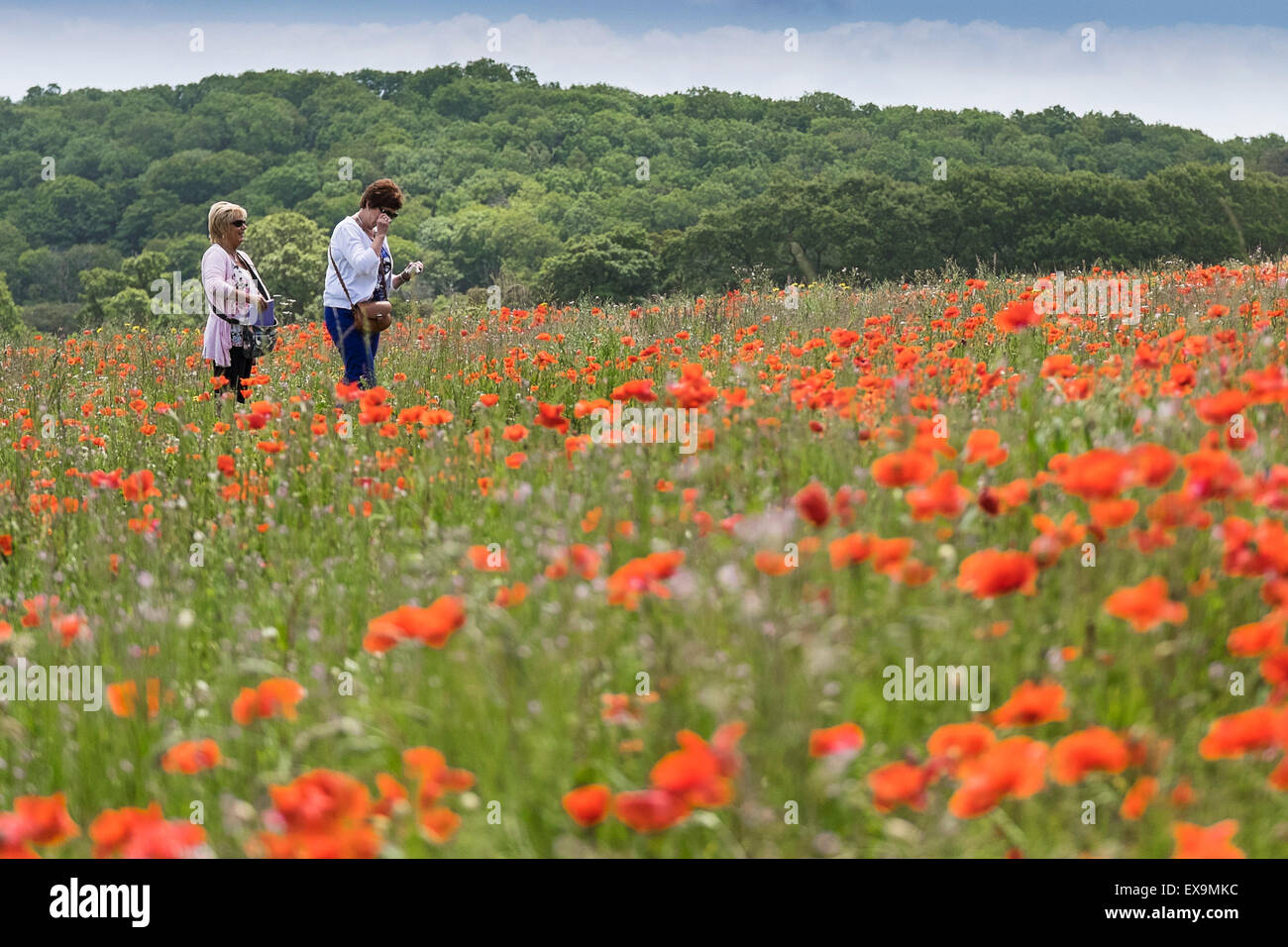 Tourists walkingn through a field of poppies in the Lost Gardens of Heligan in Cornwall. Stock Photo