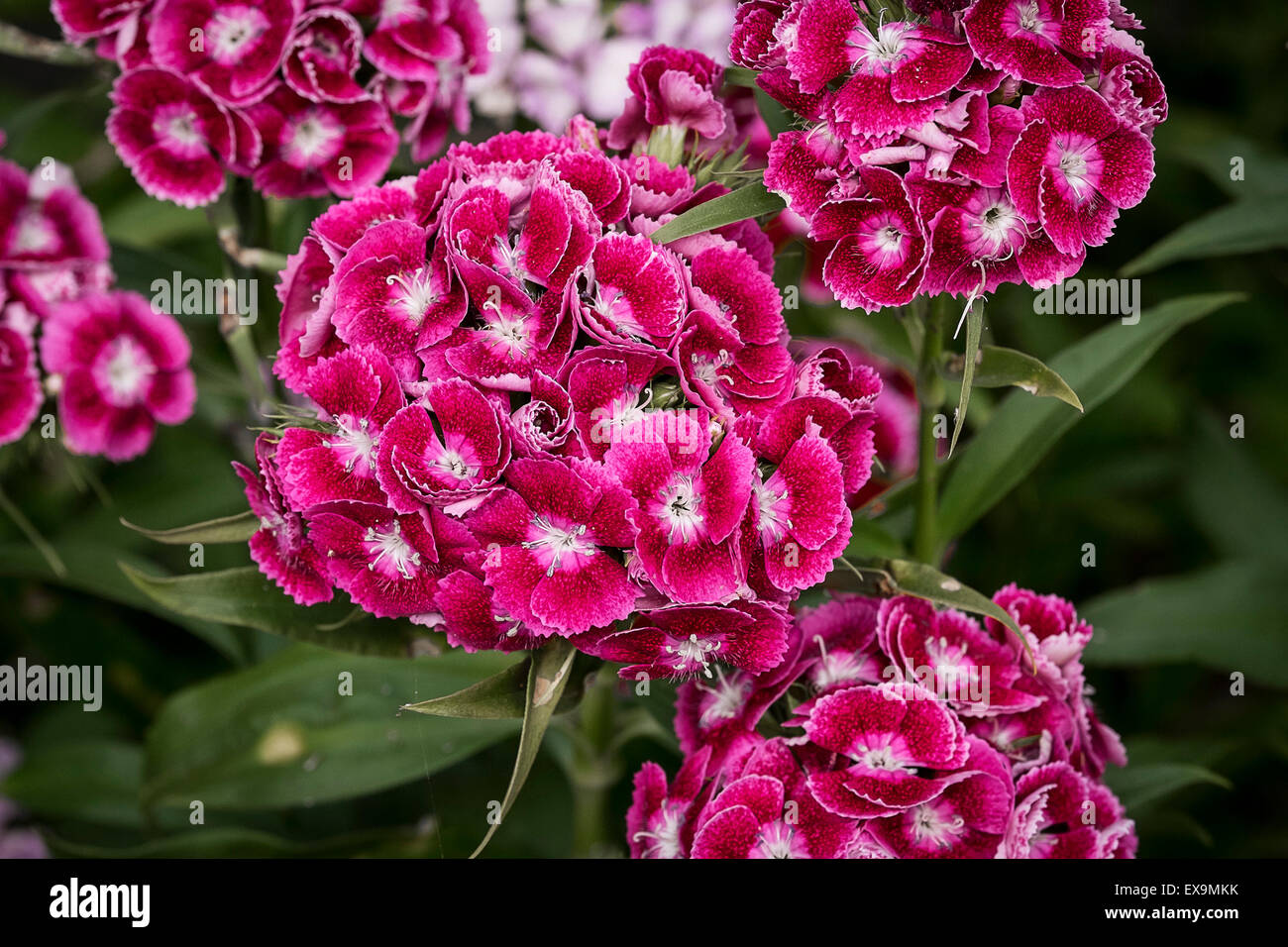 Sweet William flowers Stock Photo Alamy